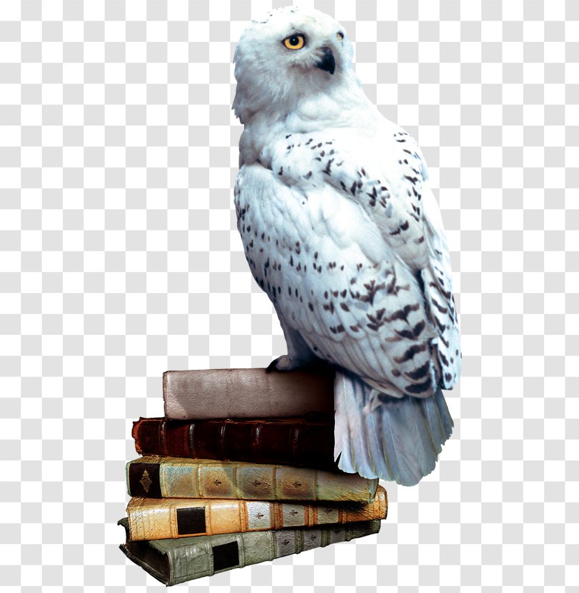 Harry Potter And The Philosopher S Stone Owl Chamber Of Secrets
