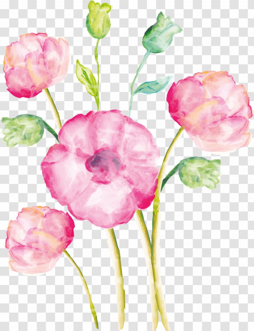 Watercolor Painting Drawing Image Watercolor: Flowers - Flower - Carnations Transparent PNG