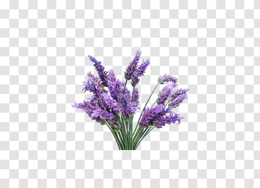English Lavender Flower Essential Oil French Transparent PNG
