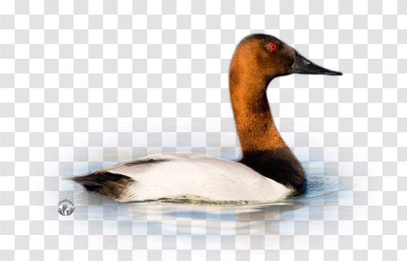 Duck Goose Cygnini Fauna - Neck Transparent PNG