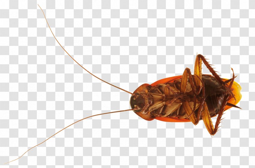 American Cockroach Insect Stock Photography Blattodea Transparent PNG