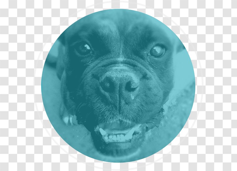 Dog Food Bark Collar - Welfare Transparent PNG