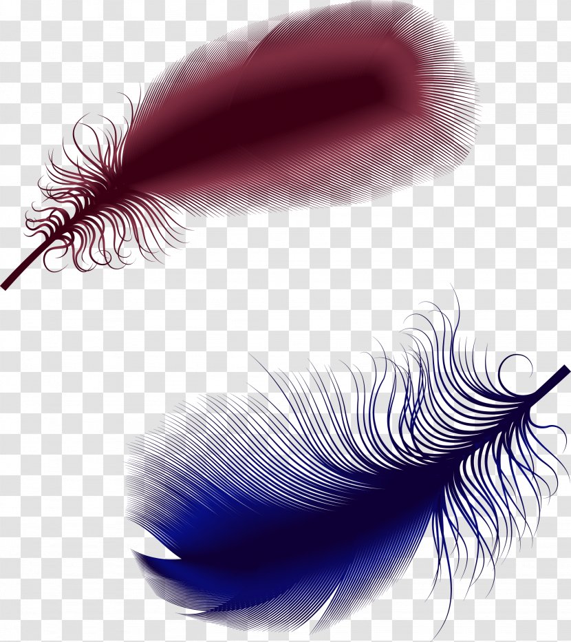 Feather - Photography - Eyelash Transparent PNG