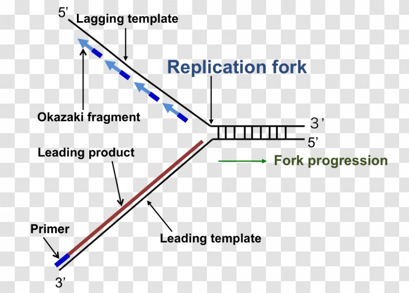 DNA Replication Fork Enzyme Triangle - Dna Transparent PNG