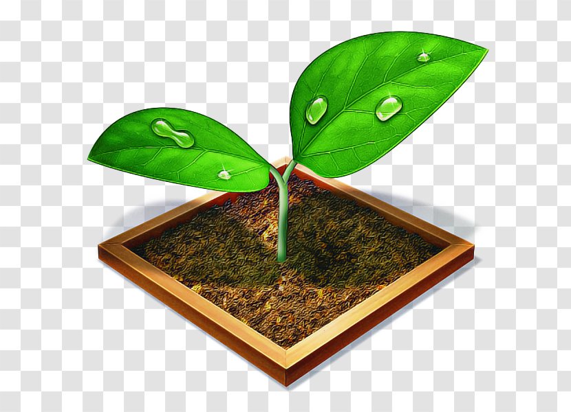 Green Leaf Background - Anthurium Houseplant Transparent PNG