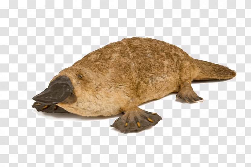 Platypus Venom Venomous Mammal - Common Snapping Turtle - Webbed Feet Transparent PNG