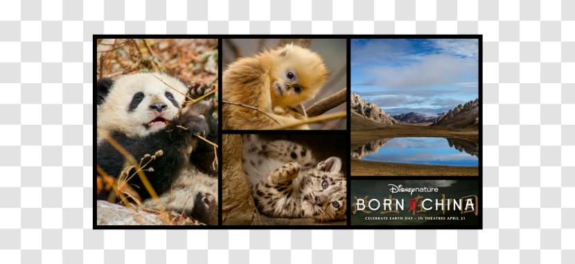 Picture Frames Collage Mammal Photomontage Newfoundland Dog - Organism Transparent PNG