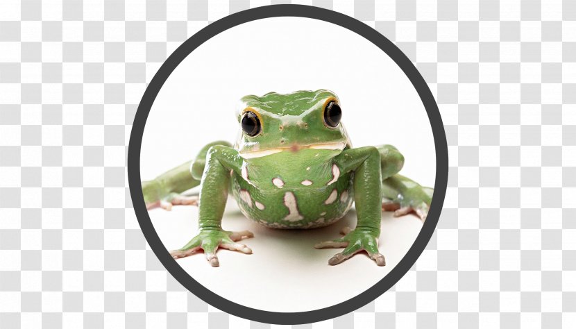 The Frog Prince Desktop Wallpaper Animal - Amphibian Transparent PNG