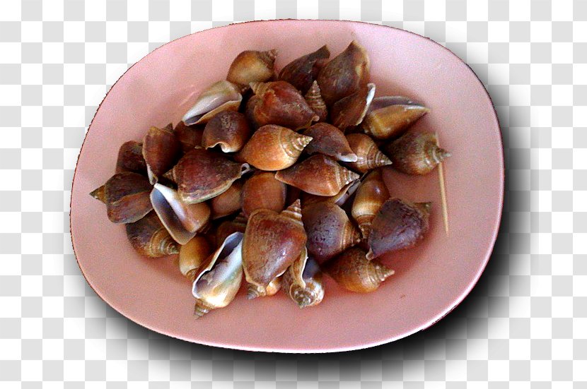 Cockle Mussel Recipe - Clams Oysters Mussels And Scallops Transparent PNG