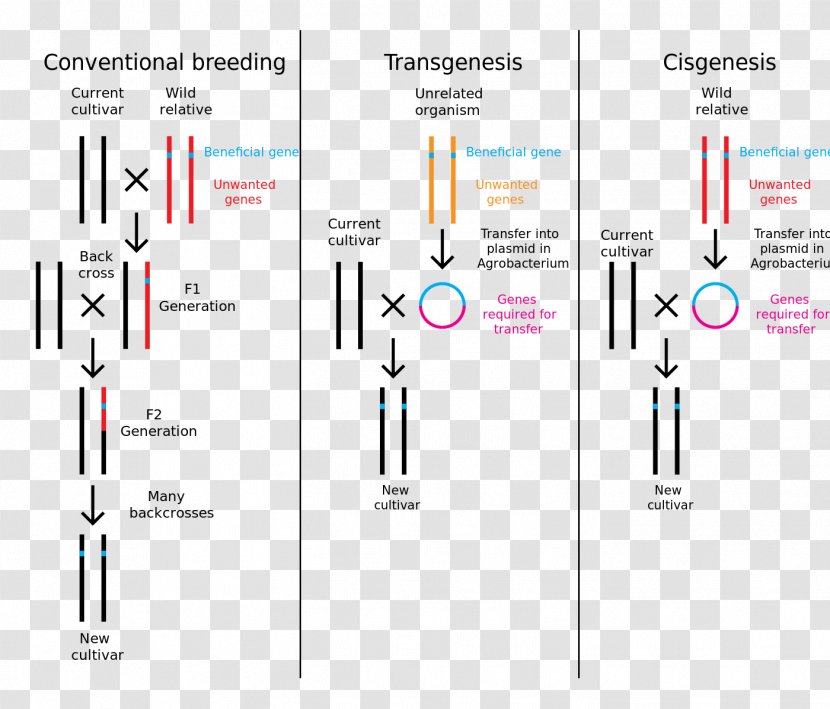 Cisgenesis Genetic Engineering Genetically Modified Crops Transgenesis - Material - Science Transparent PNG