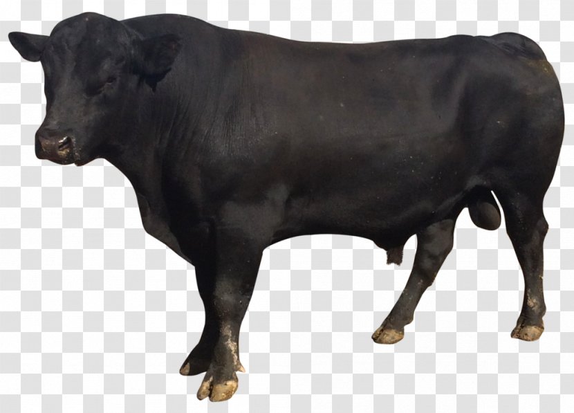 Bull Nagpuri Clip Art - Cattle Like Mammal Transparent PNG
