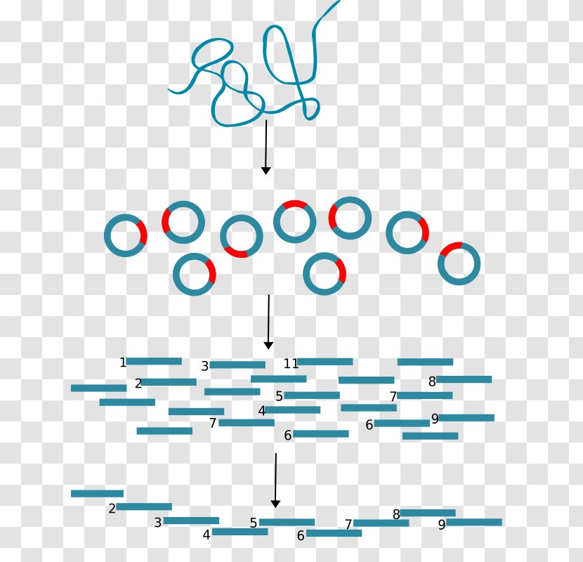 Molecular Cloning Biology DNA Genetics - Technology Transparent PNG