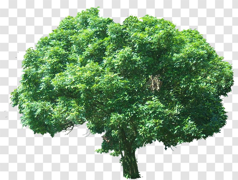 Fruit Tree Lychee Plant Subtropics - Tropical Transparent PNG
