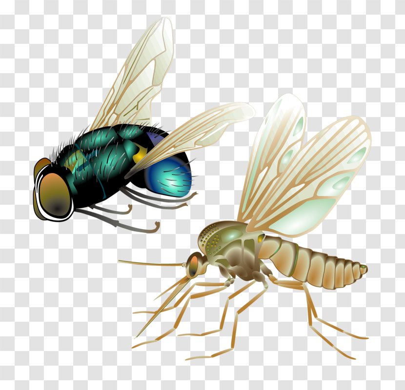 Mosquito Insect Fly Vector - Cartoon Insects Transparent PNG