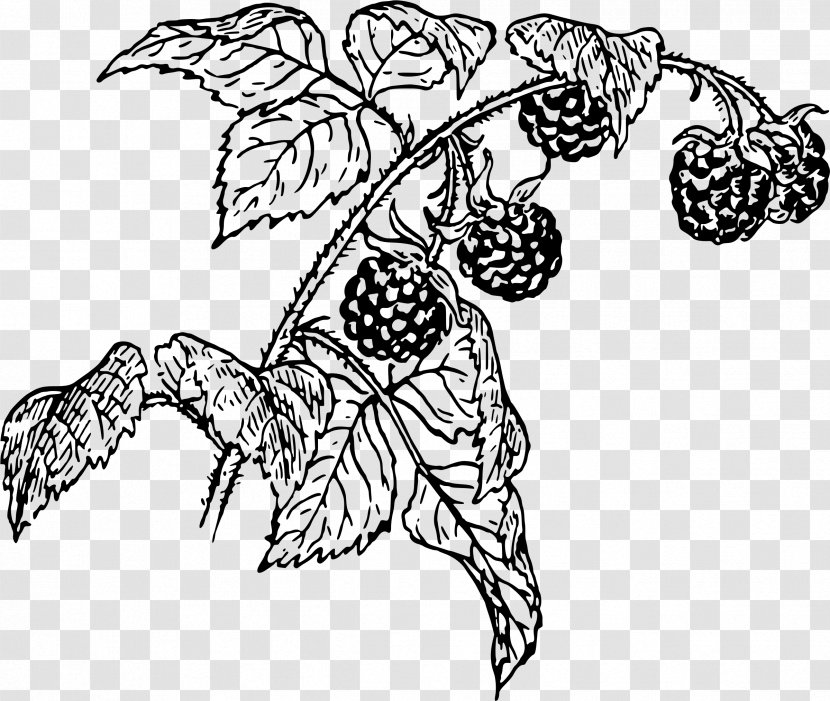 Raspberry Drawing Line Art Clip - Raspberries Transparent PNG