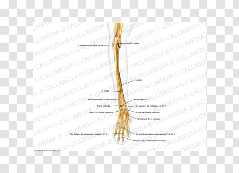 Finger Grasses Line Angle Diagram - Cartoon Transparent PNG