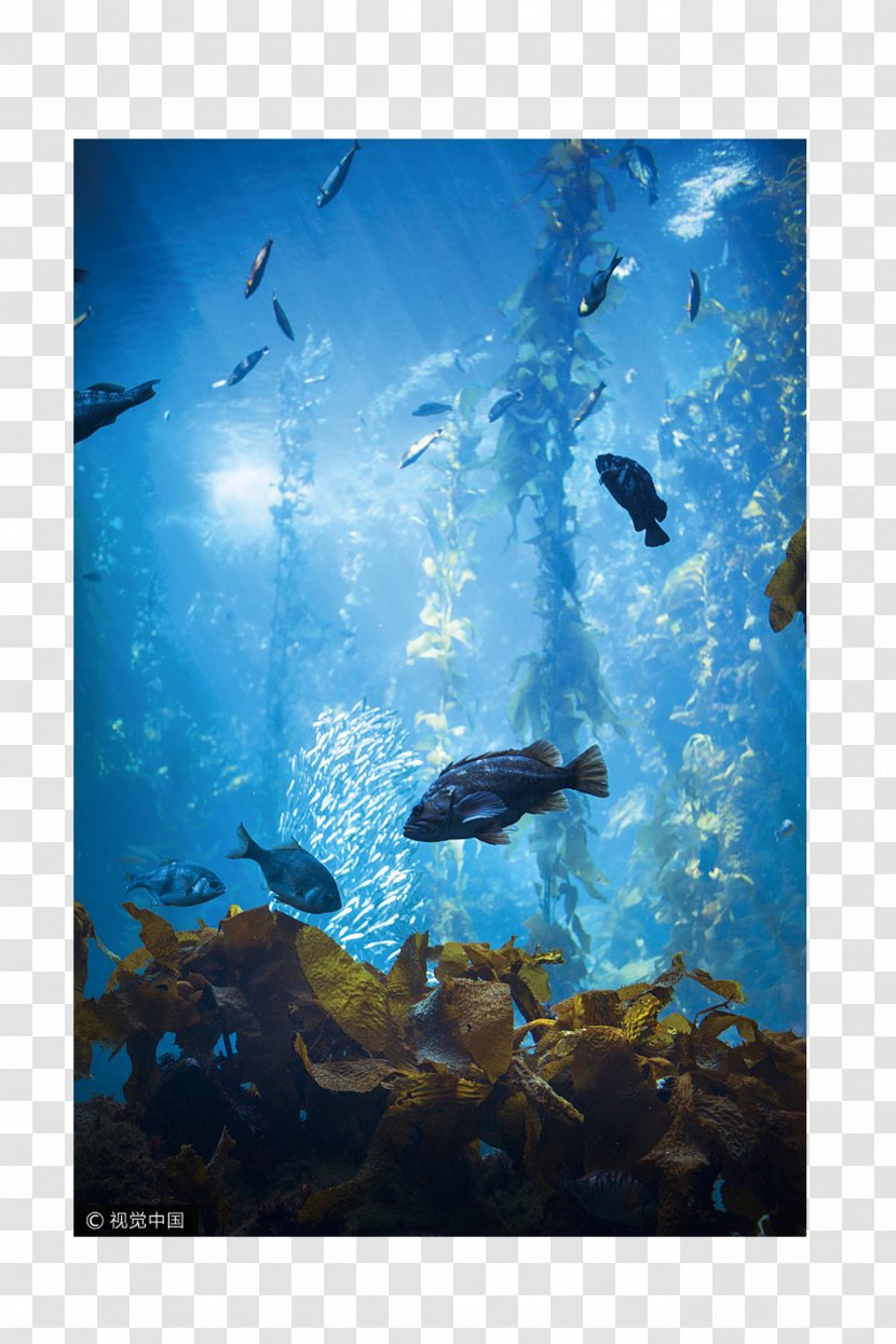 Sea Life Centres Ocean Underwater Aquarium - Water - Sightseeing Transparent PNG