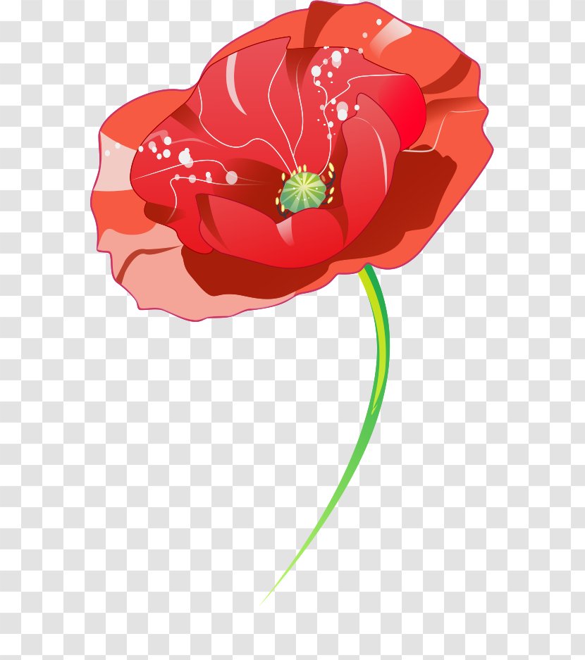 Illustration Illustrator Graphics Sketch Garden Roses - Poppy Transparent PNG