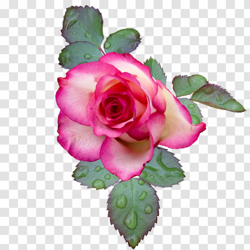 Garden Roses Flower Clip Art Image Pink Transparent PNG