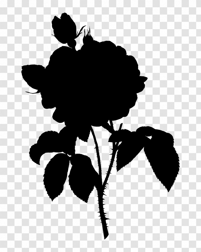 Botanical Rose Flowering Plant Clip Art - Leaf Transparent PNG