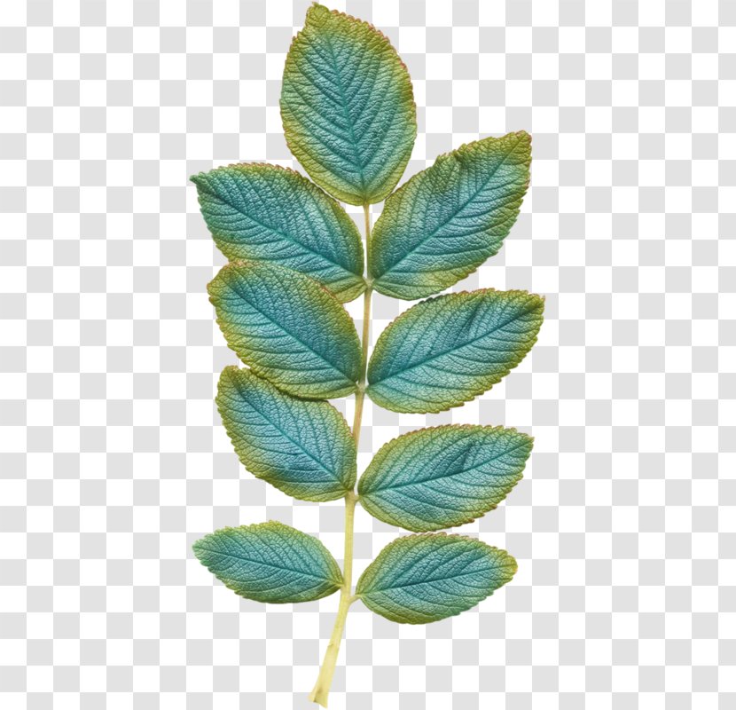 Leaf Drawing Transparent PNG