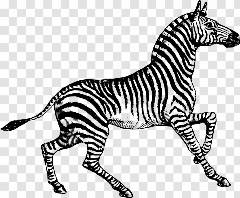 Paper Post Cards Zebra - Quagga Transparent PNG