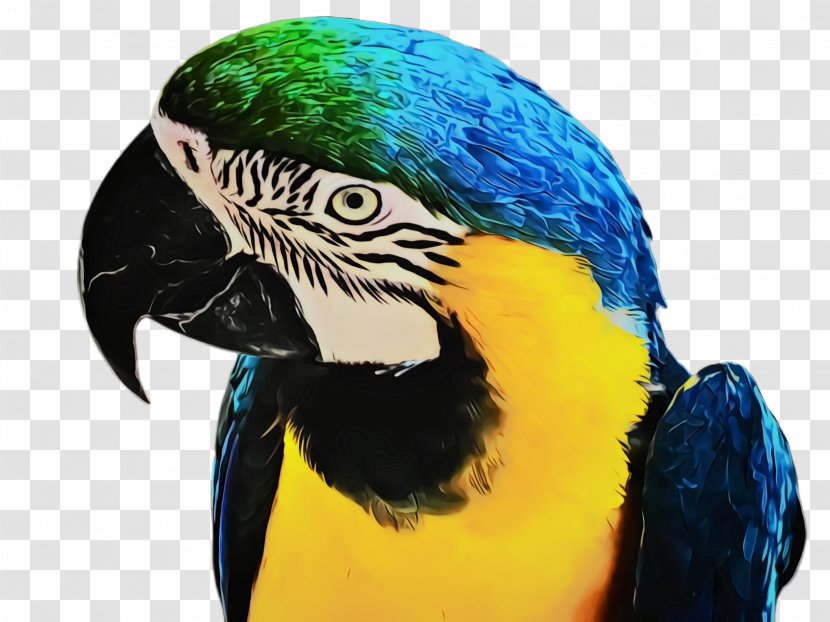 Bird Macaw Beak Parrot Parakeet - Budgie Transparent PNG