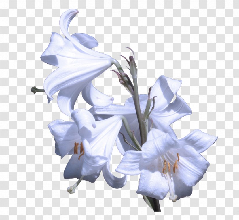 Flower White Plant Blue Petal - Bellflower Family - Dendrobium Iris Transparent PNG