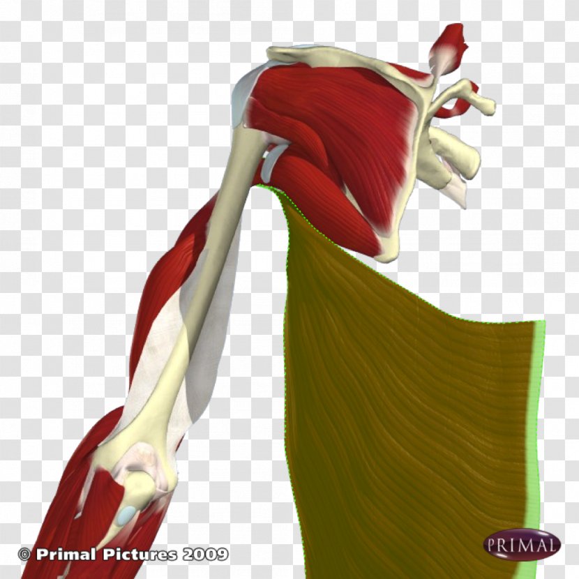 Shoulder - Arm - Latissimus Dorsi Transparent PNG