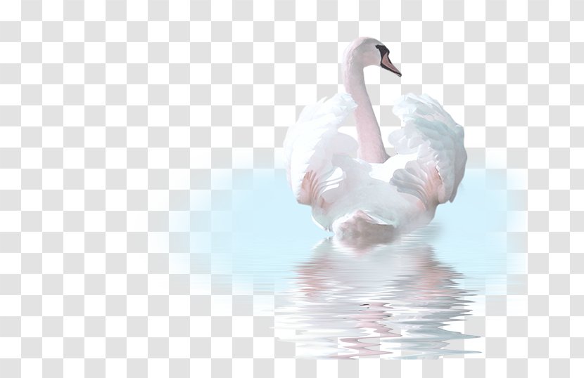 Cygnini Bird Goose Duck Clip Art - Water Transparent PNG