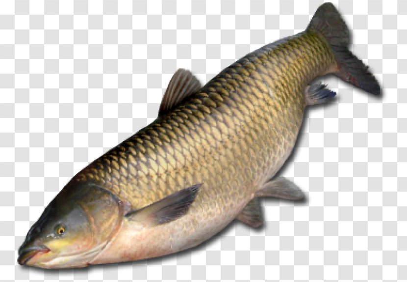 Amur River Grass Carp Common Fish Northern Pike - Seafood Transparent PNG