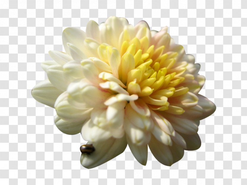 Chrysanthemum Xd7grandiflorum Tea Euclidean Vector - Gratis - Ladybug And Picture Material Transparent PNG
