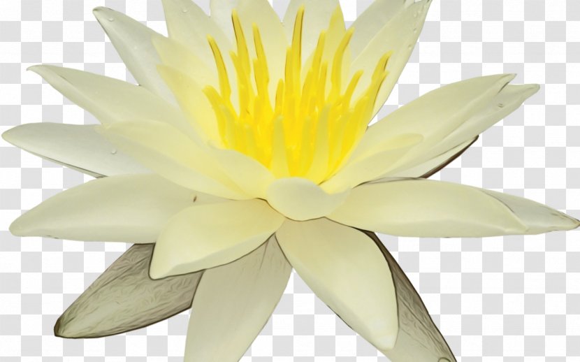 Fragrant White Water Lily Flower Petal Yellow - Plant - Lotus Family Transparent PNG