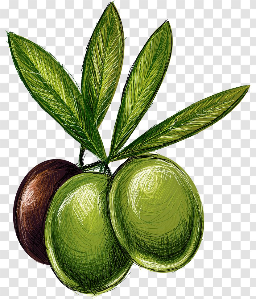 Lime Olive Drawing Illustration - Fruit - Vector Olives Transparent PNG
