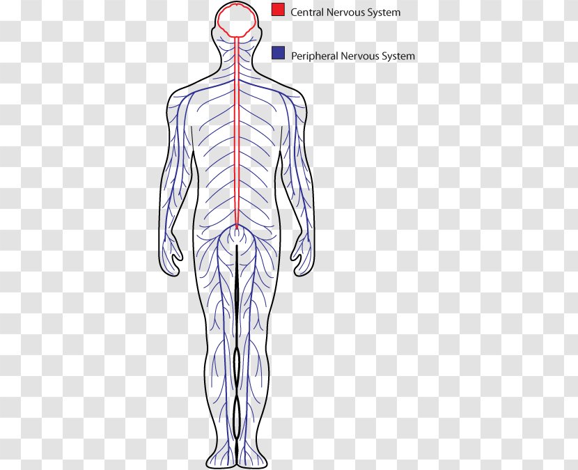 Central Nervous System Peripheral Drawing Human Body - Tree Transparent PNG