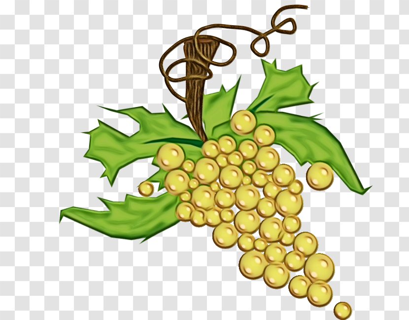 Grape Grapevine Family Leaf Leaves Plant - Paint - Flower Tree Transparent PNG