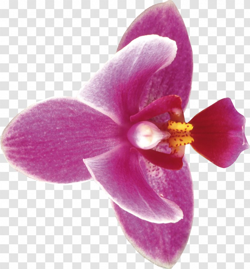 Moth Orchids Cut Flowers Clip Art - Plant - Flower Transparent PNG