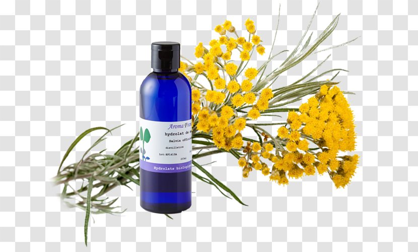 Curry Plant Helichrysum Arenarium Essential Oil Wound Herbalism - Mrs Transparent PNG