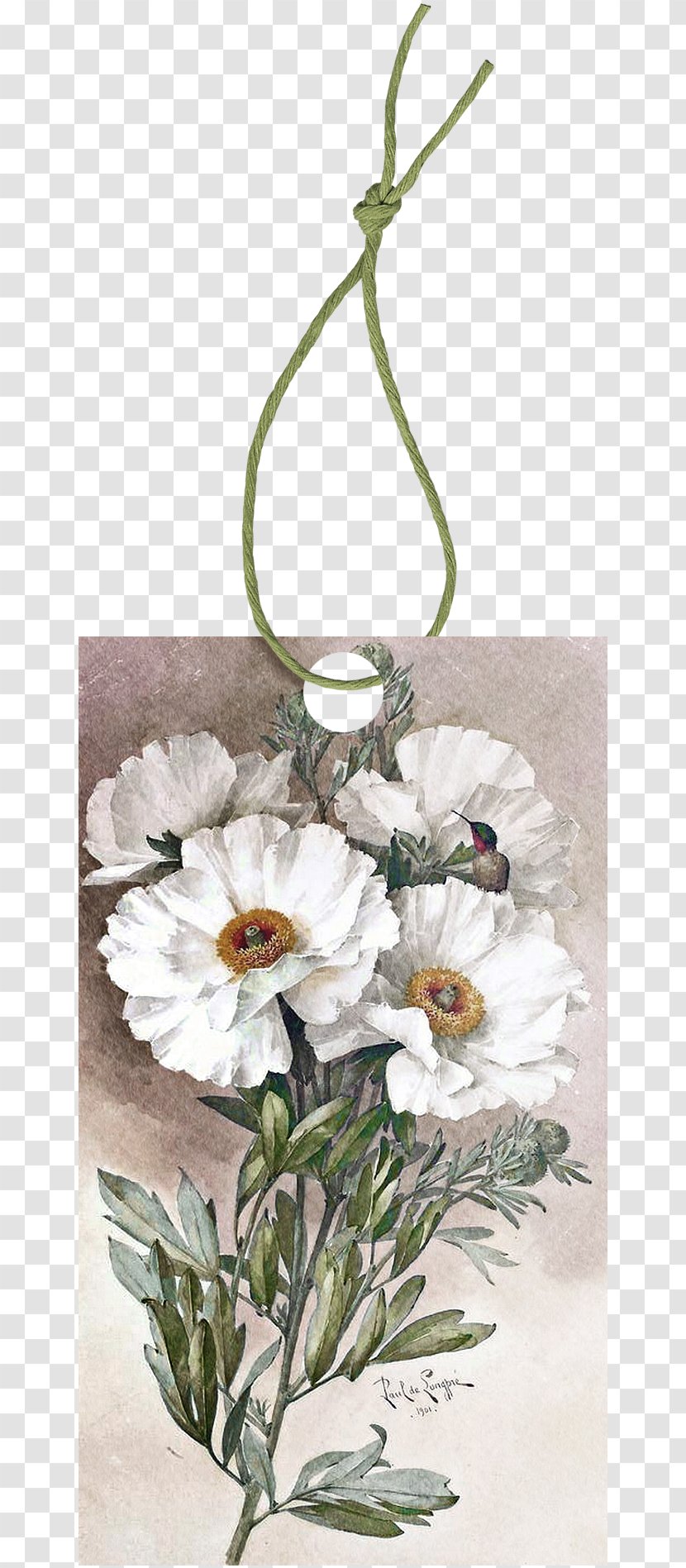 Poppy Romneya Watercolor Painting Botanical Illustration - Artificial Flower - Rope Transparent PNG