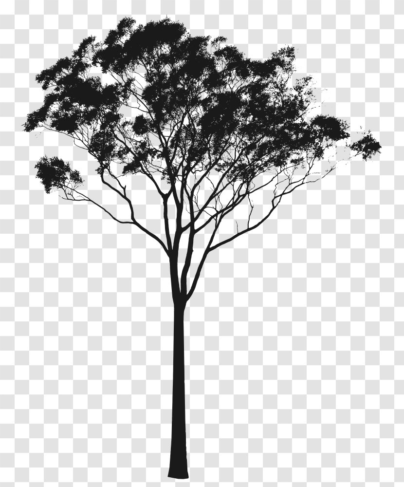 Eucalyptus Camaldulensis Gunnii Pauciflora Tree Clip Art - Royaltyfree Transparent PNG
