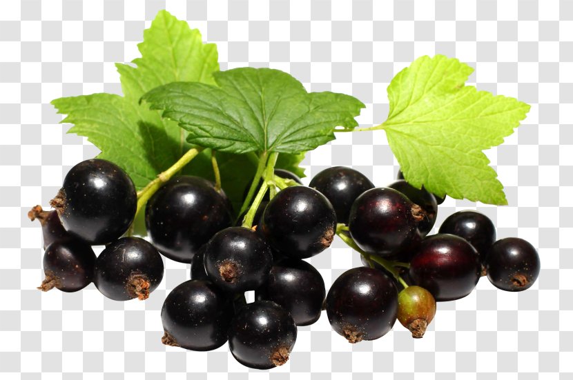 Blackcurrant Juice Zante Currant Grape - Berry Transparent PNG