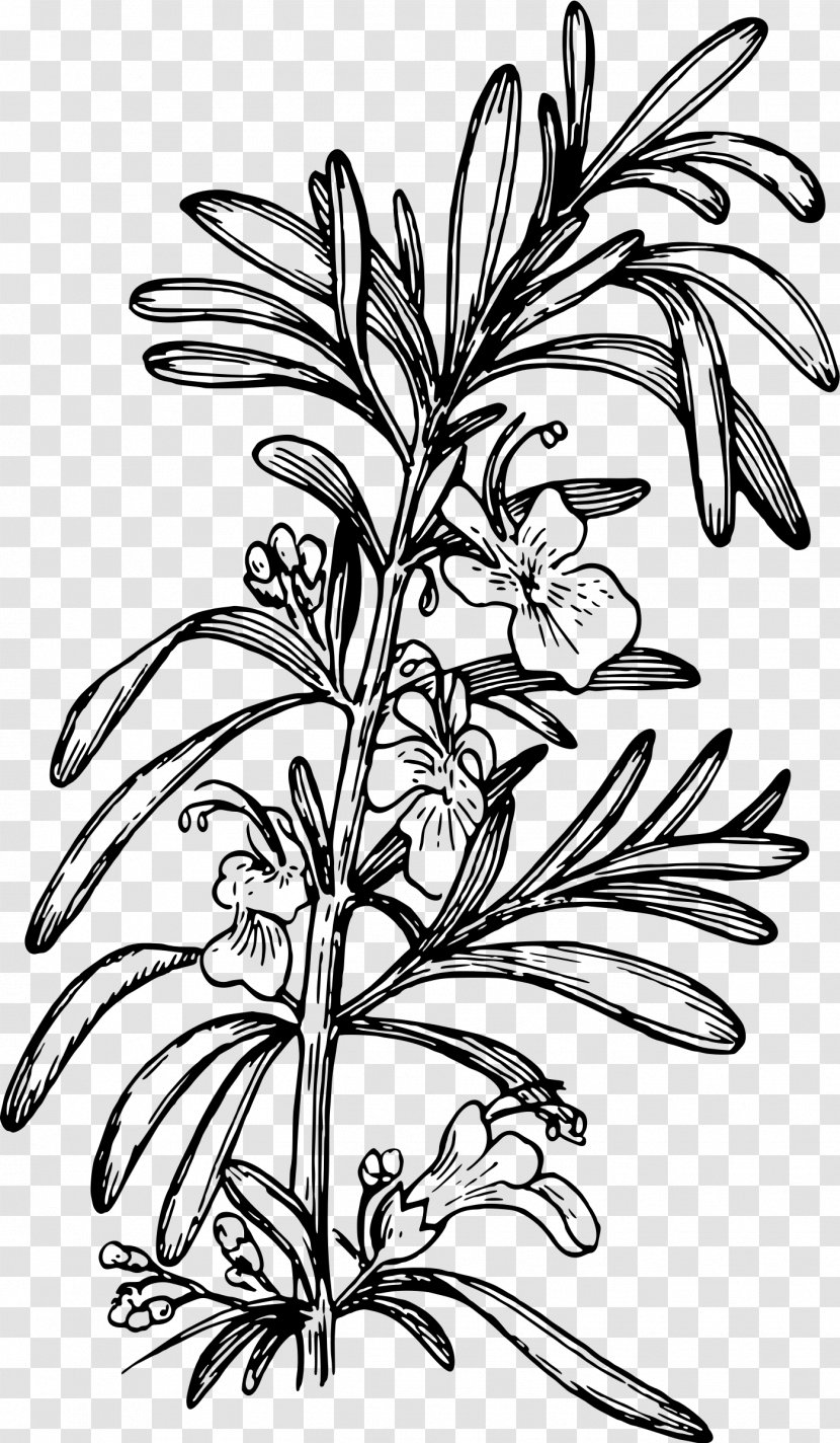 Rosemary Drawing Clip Art - Plant Stem Transparent PNG