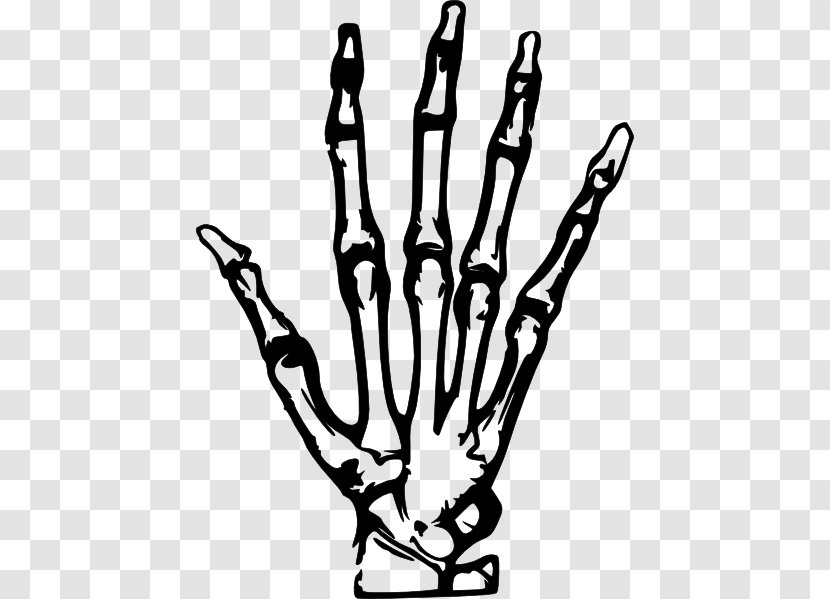 Hand X-ray Clip Art - Monochrome Photography - X-Rays Cliparts Transparent PNG