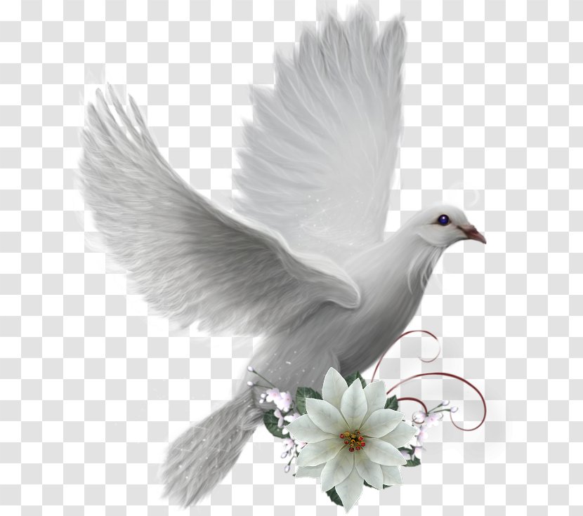 Pigeons And Doves Bird Domestic Pigeon As Symbols Image - Peace Transparent PNG