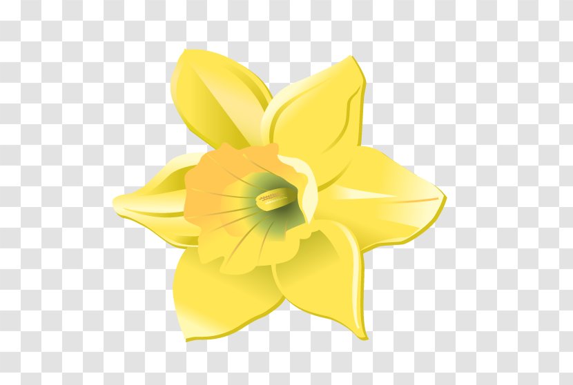 Daffodil Cut Flowers Petal Transparent PNG