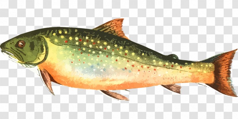 Common Carp Ray-finned Fishes Rainbow Trout - Fly Fishing - Fish Transparent PNG