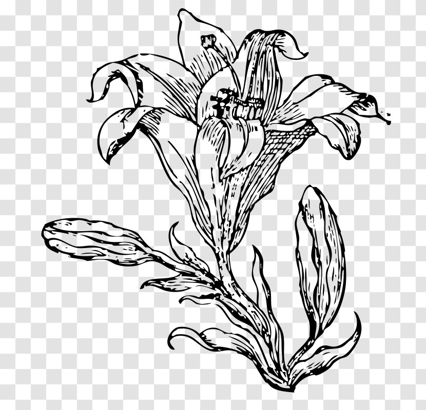 Drawing Black And White - Tree - Flower Transparent PNG