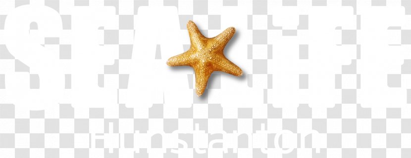 Starfish Marine Invertebrates Body Jewellery - Jewelry - Admissions Biography Transparent PNG