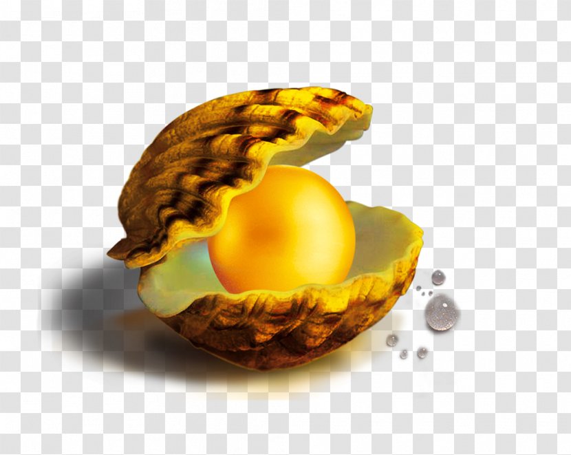 Information Seashell Google Images - Fruit - Pearl Shell Transparent PNG