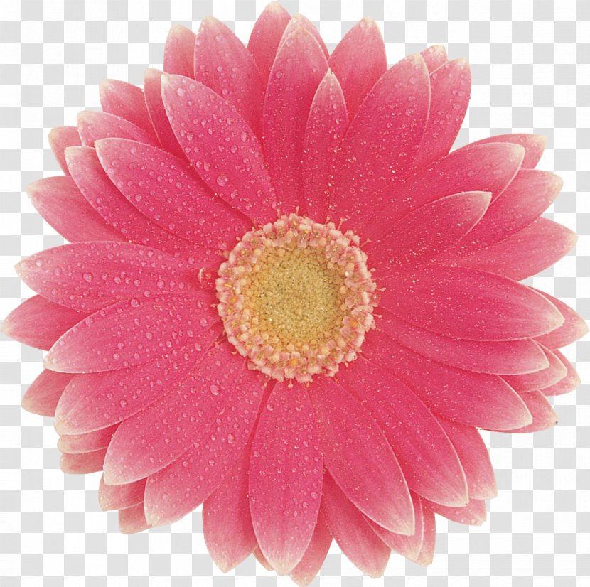 Transvaal Daisy Cut Flowers Yellow Color Clip Art - Pink Flower Transparent PNG